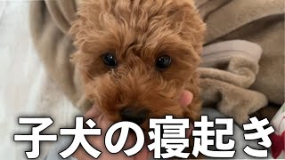 トイプードル子犬　犬を飼いたくなる動画　寝起きから戯れ合う飼い主