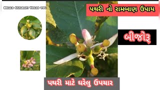 પથરી માટે ઘરેલુ ઉપચાર | બિજોરૂ | Citron tree | બિજોરા નું ઝાડ | #citron