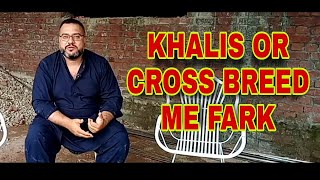 KHALIS BREED OR CROSS ME FARK | Must Watch Video #koalaseel #aseel