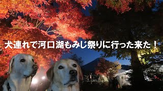 【犬連れ河口湖の紅葉祭り】密だったけどもみじ回廊がとても綺麗だったよ(Vlog風)