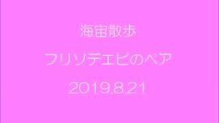 みなべ＆田辺の海　フリソデエビのペア　2019.8.21