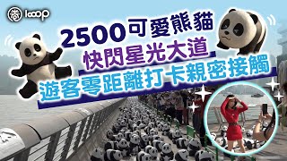 【短片】【萬勿錯過】2500可愛熊貓快閃星光大道 遊客零距離打卡親密接觸