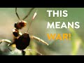 These Ants Use Chemical Weapons | Uphill Battle