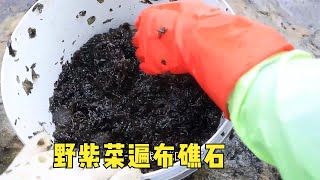 小漁巨浪中搶紫菜，一個浪頭過來差點被打下海，路人高價購買也不賣【漁小仙】