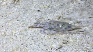 どうしても流れの向こう側へ行きたい オオマルモンダコ [Greater blue-ringed octopus /ヒョウモンダコ]