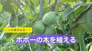 ポポーの木を植える。