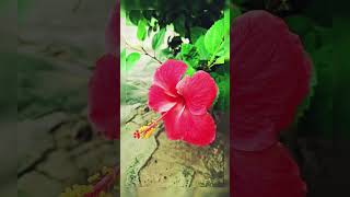 Discover the BEAUTY of Hibiscus Flowers!