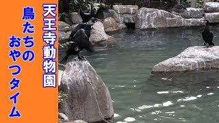 【天王寺動物園】鳥たちの「ごはんタイム」