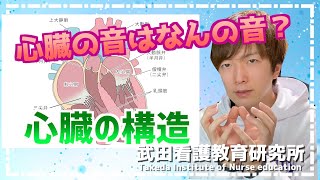 心音の正体は？血液はどう流れる？過去問で復習心臓の構造と機能【看護師国試対策】