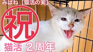 みぱねサブチャン［猫活の実］（祝）猫活２周年・ディノとメメの検診・里親希望者様・クロの治療日せまる。