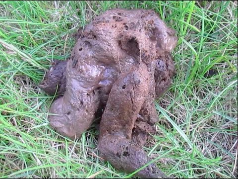 How to CLEAN DOG POOP OFF your SHOE 3 ways to do it !!! How to CLEAN DOG POOP OFF your SHOE 3 ways to do it !!!