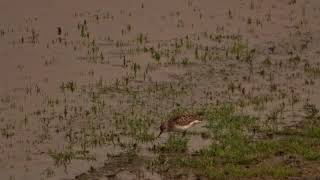 Herken de kleine strandloper (Calidris minuta)