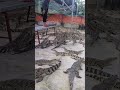 omg brave girl crocodiles feeding shortvideo youtubeshorts crocodilefarm crocodilevideo