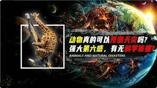 動物是如何預知天災的？災難前動物異常舉動，真的有科學依據嗎？