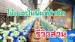 รีวิวสวน Tree Break | พื้นที่จำกัดกับการจัดระบบสวน