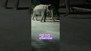 #srilanka #elephant  පොඩි පැටියෙක් 🤣🤣