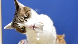 Bottle Cap challenge of cats!  猫のボトルキャップチャレンジ【マンチカンズ 】