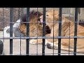 2925.1.19 【徳山動物園】仲良しリントとコウメの午前中part 2