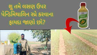 લસણ ઉપર પેન્ડિમિથાલિન નો સ્પ્રે/lahsun me kharptvar nasak dawai/લસણ મા દવા/lahsun me dawai/