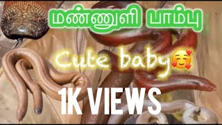 மண்ணுளி பாம்பு | விவசாயம் | பாரம்பரிய விவசாயம் | பாம்பு