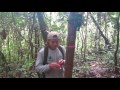 Monitoring and Analysis of the Acoustic Landscape (Soundscape) in the Amarakaeri Communal Reserve