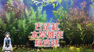 古法养鱼水草怎么选？好看又好养的绿宫廷水草，一颗草就能长满缸。古法缸水草植物推荐，火山石底砂中绿宫廷水草怎么种？火山石颗粒绿宫廷种植方法和注意事项。