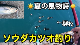 ソウダカツオ釣り⁉︎夏の風物詩ルアーでもカゴ釣りでも釣れてます⁉︎おまけでアジ釣りも⁉︎2023.7