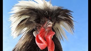 Rooster rap Петушок читает реп Декоративные куры Голландская белохохлая Шёлковые breeds of chickens