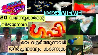 ഗപ്പികളെ എങ്ങനെ പെട്ടന്ന് വളർത്തിയെടുക്കാം|Guppy Farm Malayalam,Kerala| ABVS Aquafarm| Mallutreats|