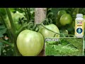 tomato cultivation tamarind farming a to z information step by step guide tomato farming