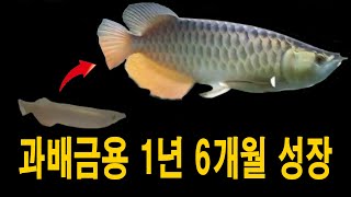 과배금용 20cm,  1년 6개월 만에 50cm 벌크업!