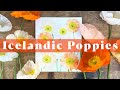 Quick and Easy Watercolour Icelandic Poppies