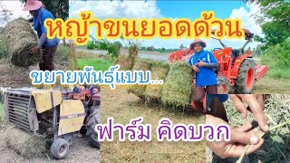 หญ้าขนกับข้อดีเมื่อขยายพันธุ์แบบไร้ยอด #ปลูกหญ้าขน #หญ้าเลี้ยงสัตว์