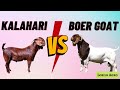 KALAHARI RED Vs BOER Goat | Comparison | Best Goat Breeds