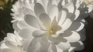 The whitest white, the Double Bloodroot.