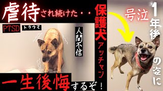 犬を捨てた元飼い主！→1年後の姿に「一生後悔するぞ！」涙が止まらない