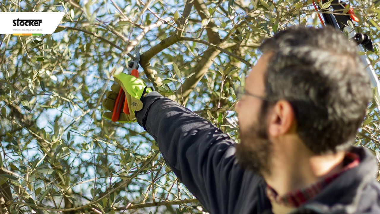 COME POTARE L'OLIVO – Guida Con Consigli Per La Potatura - YouTube