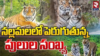 నల్లమలలో పెరుగుతున్న పులుల సంఖ్య.. | Tigers In Nallamala Forest | Forest Safari | Mahabubnagar | RTV