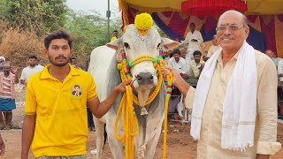 2024-గురజాల.6పళ్ళు.4🏆.GLR BULLS గరికపాటి లక్ష్మయ్య చౌదరి గారు పెదగోట్టిపాడు గ్రామం గుంటూరు జిల్లా