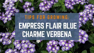 How to Grow Empress Flair Blue Charme Verbena