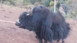 གཡག་འཛིང་གསར་པ། NEW YAK FIGHTING