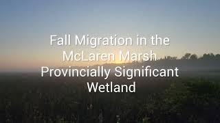 Fall Migration is amazing