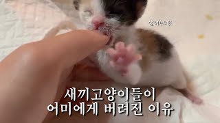 탯줄도 못 뗀 채 어미에게 버려진 아기 고양이_냥줍 멈춰✋🏻