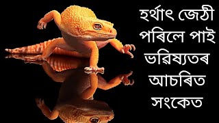 What happen if lizard falls on human body! আপোনাৰো শৰীৰত জেঠী পৰিছে নিকি! জানক জ্যোতিষীয় সংকেত!