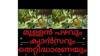 മുള്ളൻ പഴം ക്യാൻസർ മാറ്റുമോ🤔🤔#real videos ambalapuzha