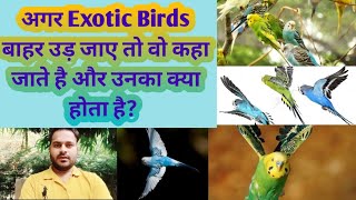 What Happens When Exotic Birds Fly in out Door|जब बर्ड्स पिंजरे से बाहर उड़ जाते है तो क्या होता है?