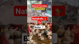 🐓 🥚 Natu kollu Vs Boiler Kollu🥚🐓 #shorts #shortfeed #natukodi  #farming #organic #natural