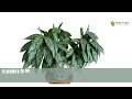 aglaonema silver queen chinese evergreen tinyleaf