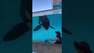 アース君とトレーナーさん1　名古屋港水族館#shorts