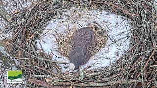 Bald Eagle - Duke Farms Eagle Cam 13.02.2025 08:08